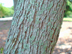 eastern redbud bark