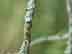 eastern redcedar twig
