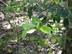 fetterbush leaves