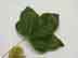 florida maple leaf: upper surface