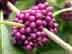 French-mulberry: mature fruit