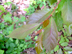 blackgum leaves