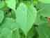 heartleaf peppervine leaves