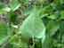 heartleaf peppervine leaf: underside