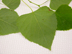 heartleaf peppervine leaf