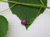 heartleaf peppervine fruit: mature