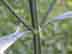 ironweed twigs