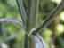ironweed twigs