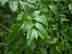 lanceleaf greenbrier leaf
