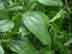 lanceleaf greenbrier leaf