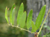 laurel greenbrier leaves
