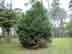 Leyland cypress form and habitat