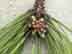 loblolly pine: male cones