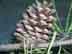 loblolly pine: female cone