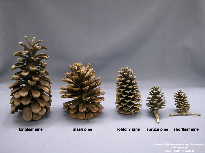 Image result for longleaf pine cone