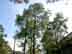 longleaf pine form