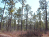 longleaf pine form and habitat