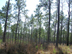 longleaf pine form and habitat