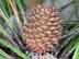 longleaf pine: female cone