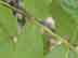 mockernut hickory leaves: midrib