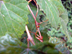 muscadine grape twigs (vine)