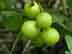 muscadine grape fruit