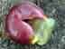 muscadine grape fruit & seed