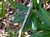 oleander twigs