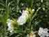 oleander flowers