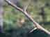 Osage-orange twig with sharp thorns