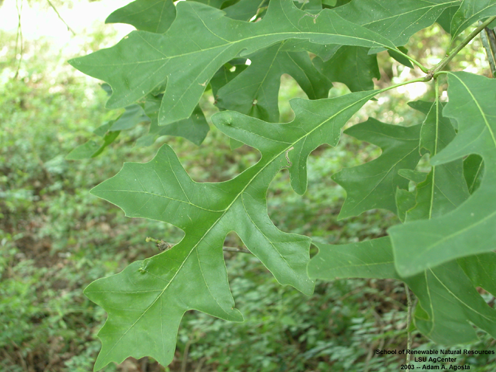 Louisiana Plant ID | Quercus lyrata (overcup oak)