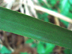 palmetto leaves: petiole