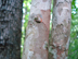 parsley hawthorn bark