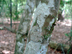parsley hawthorn bark