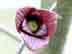 pawpaw flower