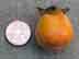 persimmon fruit: mature