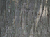 pignut hickory bark