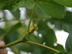 pignut hickory:  female flower