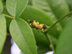pignut hickory:  female flowers