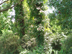 poison-ivy form & habitat