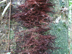 poison-ivy form & habitat: vine with aerial rootlets