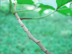 poison-ivy twigs