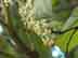 poison-ivy flower