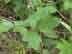 poison-oak leaves