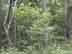 poison sumac form and habitat