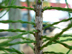 pondcypress twig