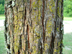 pondcypress bark