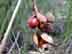 red buckeye mature fruit