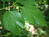 red mulberry leaves
