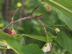 red mulberry fruit